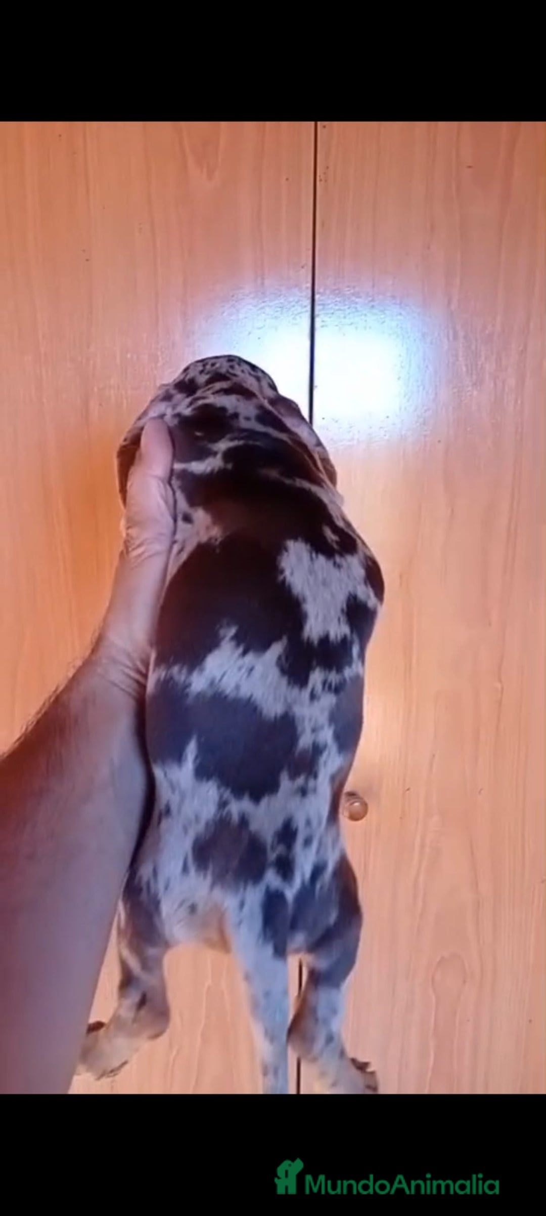 Teckel Miniatura perros en venta: Teckel kaninchen  - Imagen 3