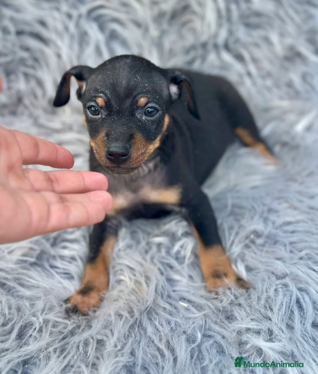 Pinscher Miniatura perros en venta: MINIPINSCHER DISPONIBLES - Anuncio 8