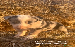 Border Collie perros en venta: Border Collie Blue Merle - Anuncio 17