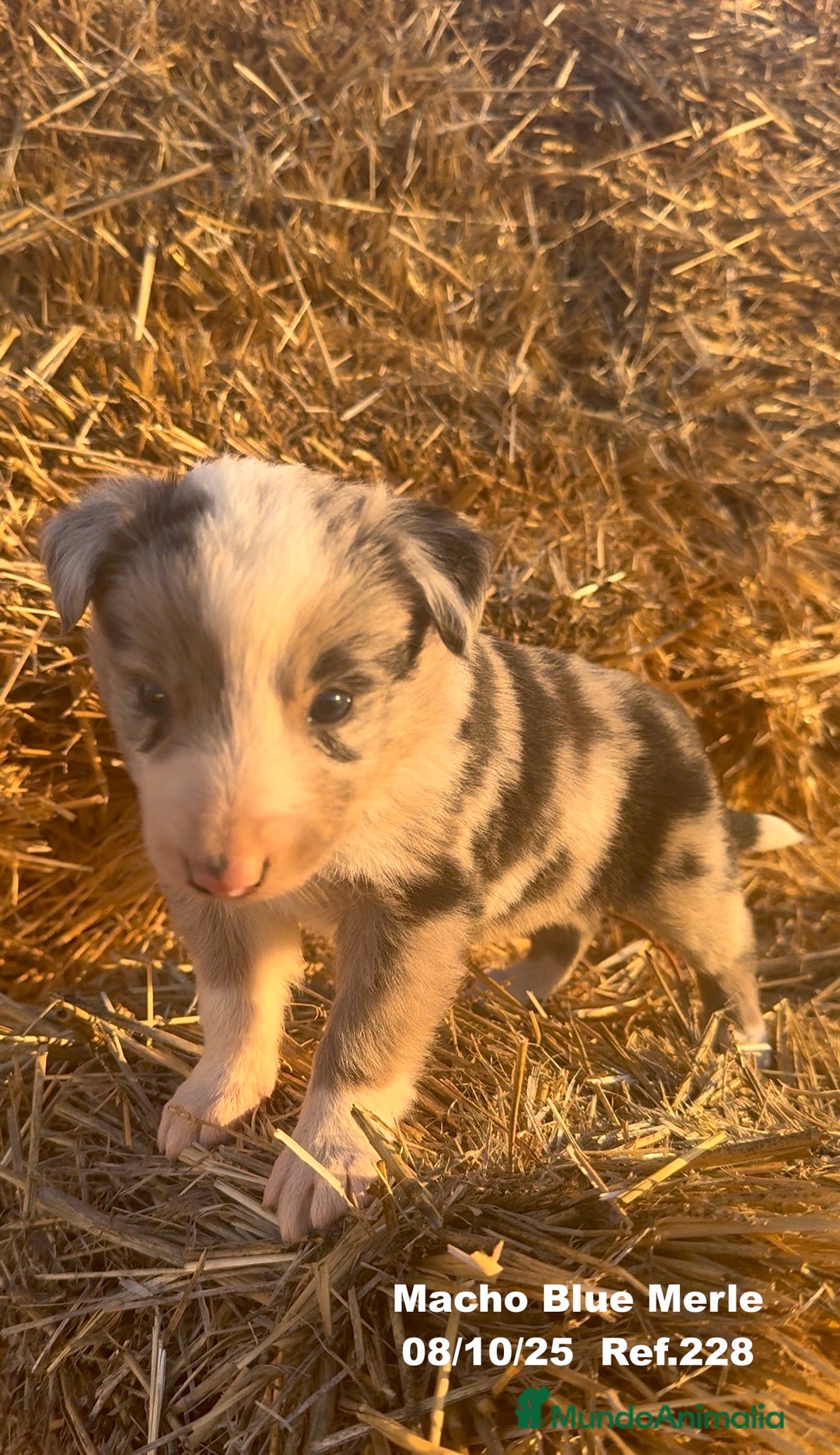 Border Collie perros en venta: Border Collie Blue Merle - Anuncio 17