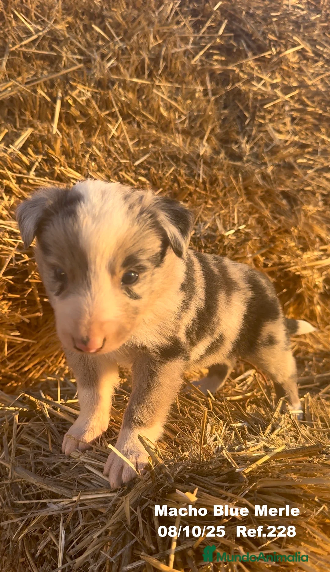 Border Collie perros en venta: Border Collie Blue Merle - Anuncio 17