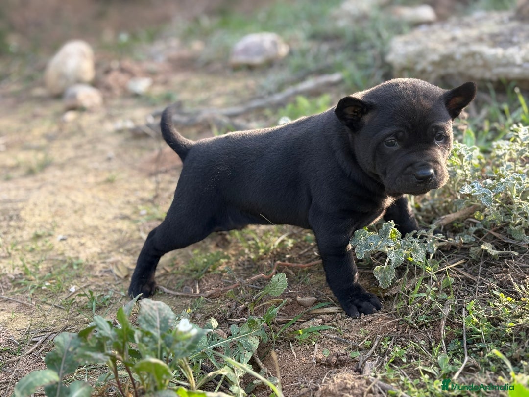 Thai Ridgeback Dog perros en venta: 🐕🐾🐾 Thai Ridgeback Dog - Exclusividad Absoluta! - Anuncio 4