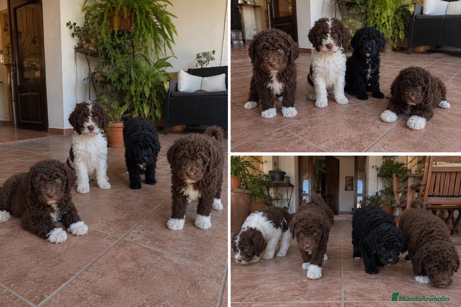 Perro de Agua Español perros PERRO DE AGUA - MALAGA - TORREMOLINOS  - Anuncio 2