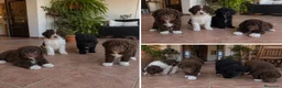 Perro de Agua Español perros en venta: PERRO DE AGUA - MALAGA - TORREMOLINOS  - Anuncio 1