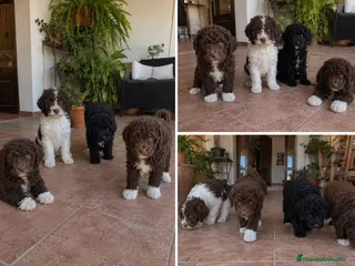 Perro de Agua Español perros PERRO DE AGUA - MALAGA - TORREMOLINOS - Anuncio 5