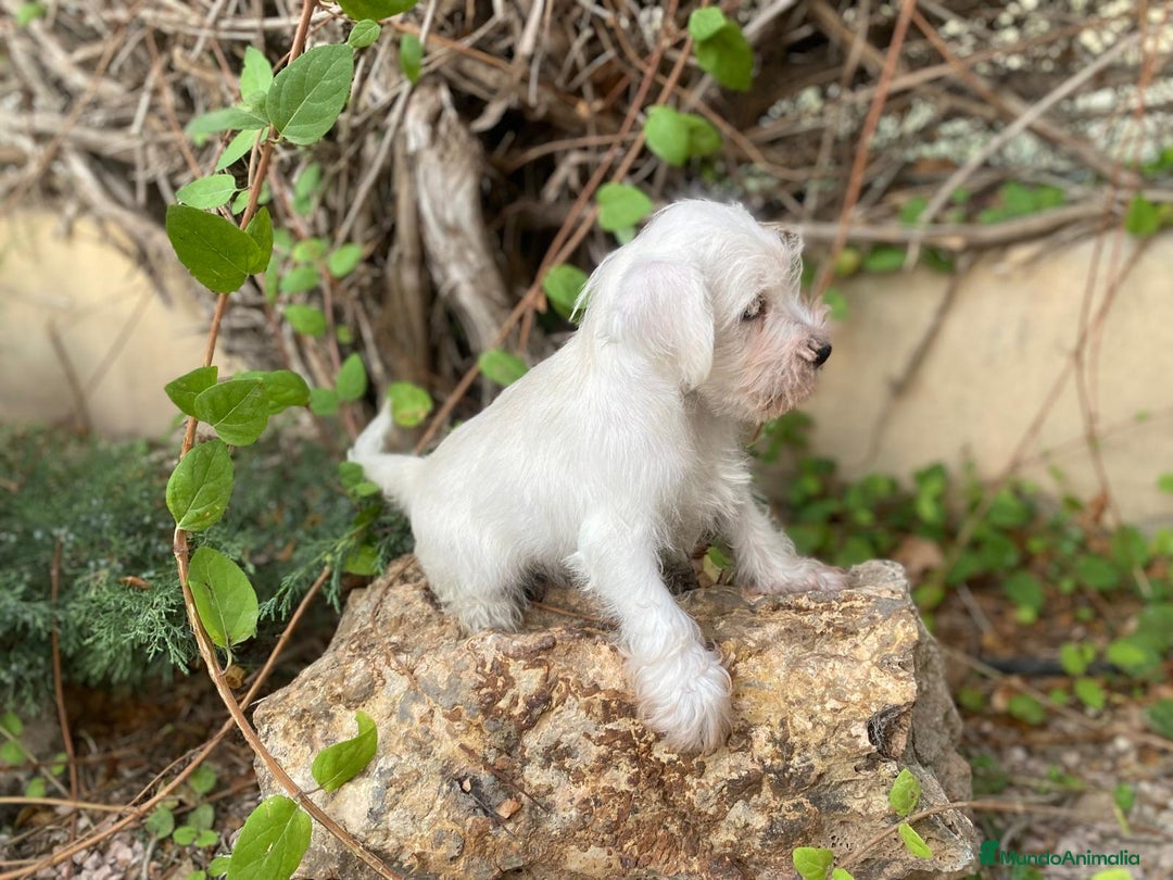 Schnauzer Miniatura perros en venta: Perro Salsicha   - Imagen 4