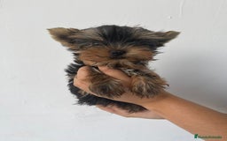 Yorkshire Terrier perros en venta: YORKSHIRE - Imagen 1