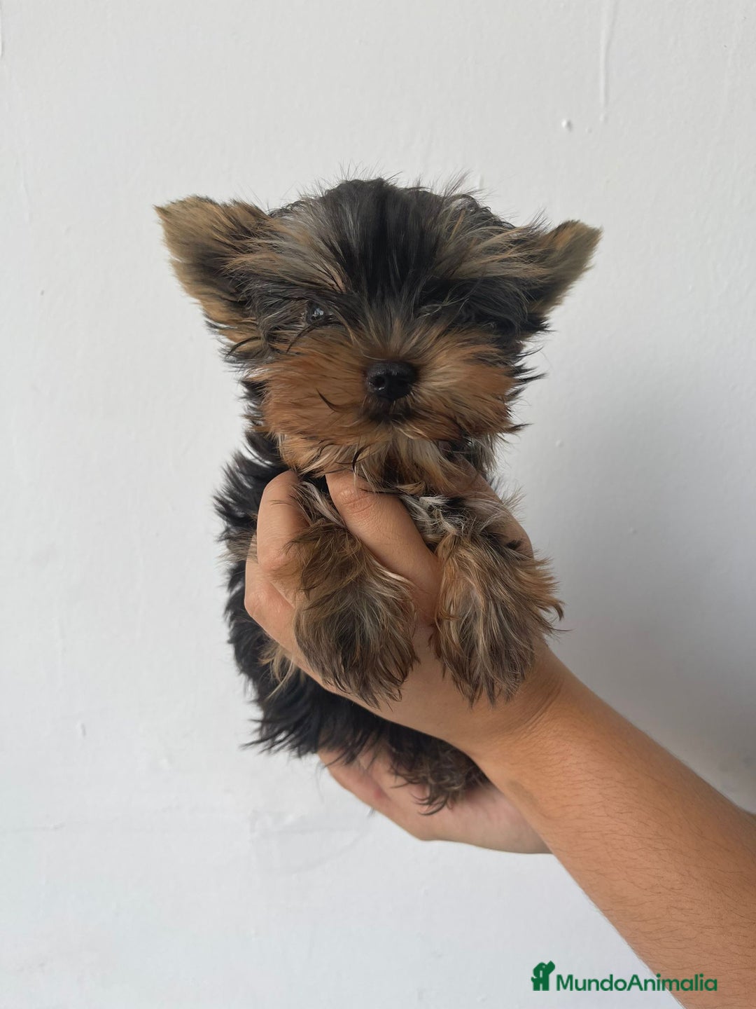 Yorkshire Terrier perros en venta: YORKSHIRE - Imagen 1