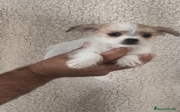 Raza Mixta perros en venta: Maltichi hembra y macho  - Imagen 6