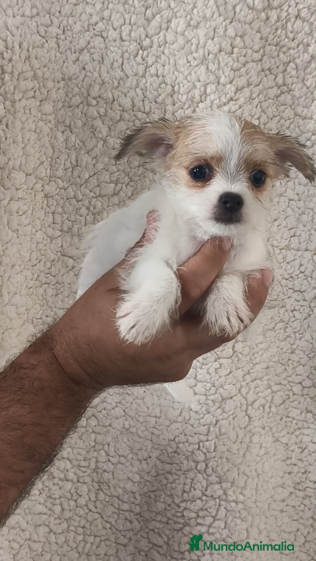Raza Mixta perros en venta: Maltichi hembra y macho  - Imagen 6