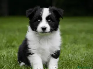 Border Collie perros Border collie - Anuncio 1