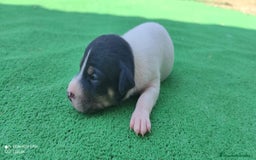 Ratonero Bodeguero Andaluz perros en venta: Cachorros de Ratonero Bodeguero Andaluz - Imagen 6