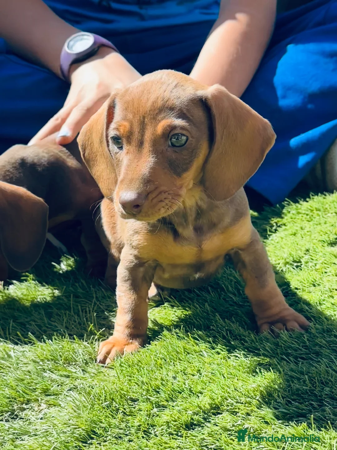 Teckel Miniatura perros en venta: Cachorritos miniatura kaninchen - Anuncio 7