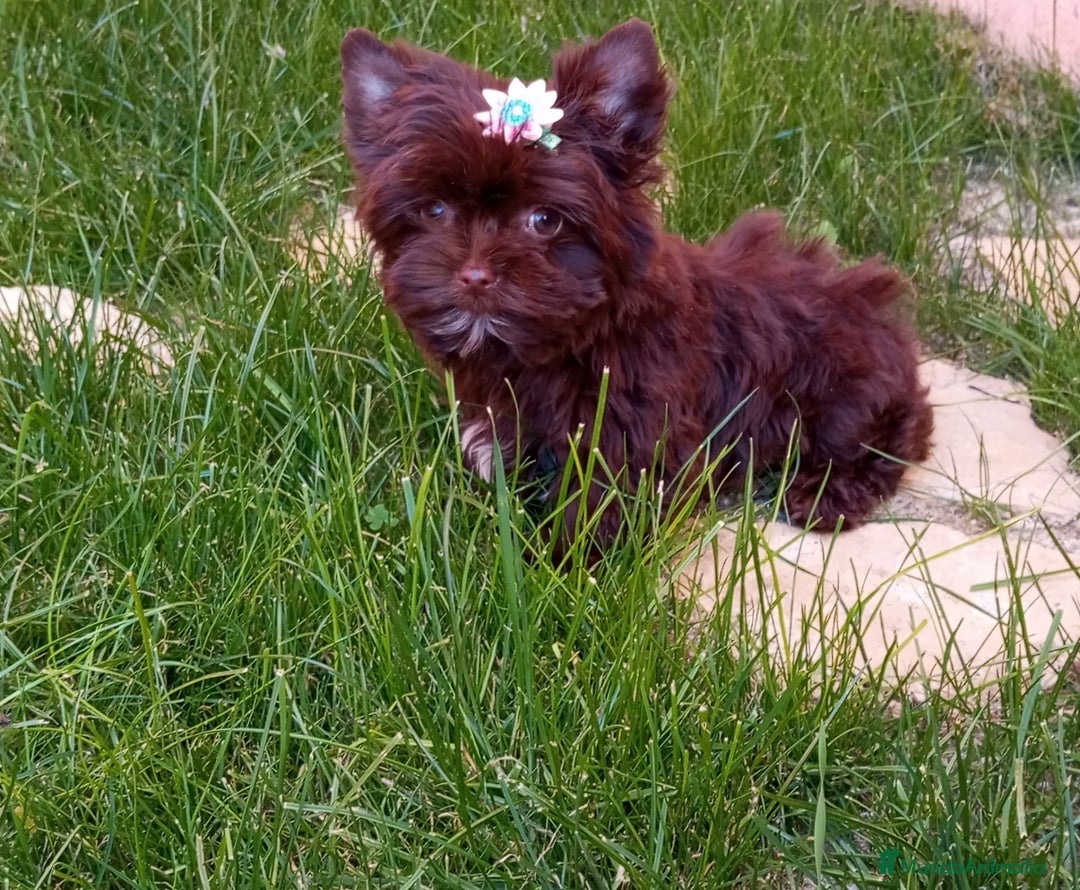 Yorkshire Terrier perros en venta: Exclusivos Yorkshire Chocolate toy - Anuncio 3