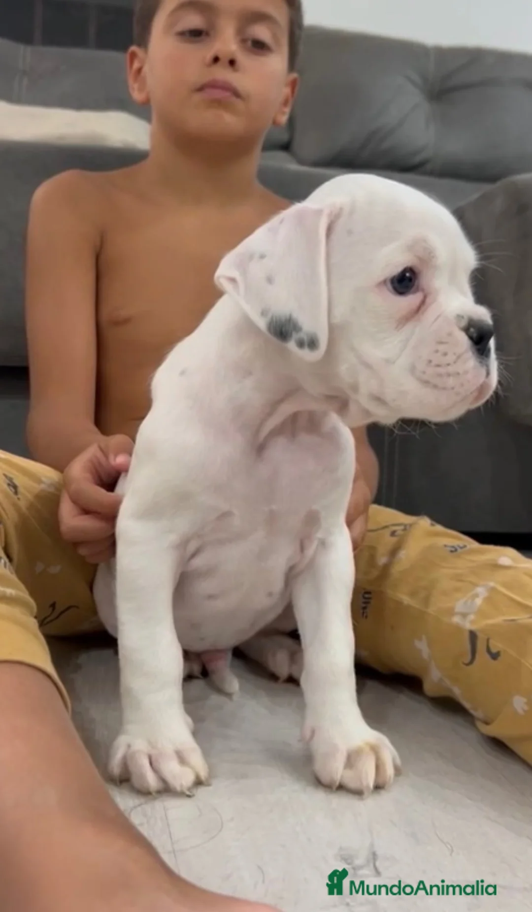 Boxer perros en venta: Boxer blanco - Anuncio 2