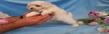 Bichón Maltés Cachorro 7
