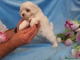 Bichón Maltés Cachorro 7