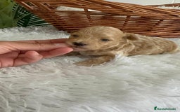 Caniche Toy perros en venta: CANICHE TOY MACHCO - Imagen 11