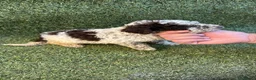 Perro de Agua Español perros en venta: Perro de aguas español - Anuncio 2