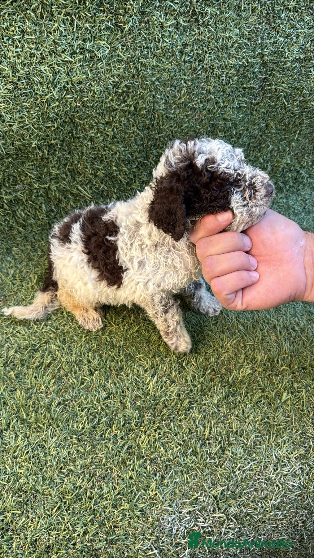 Perro de Agua Español perros en venta: Perro de aguas español - Anuncio 2