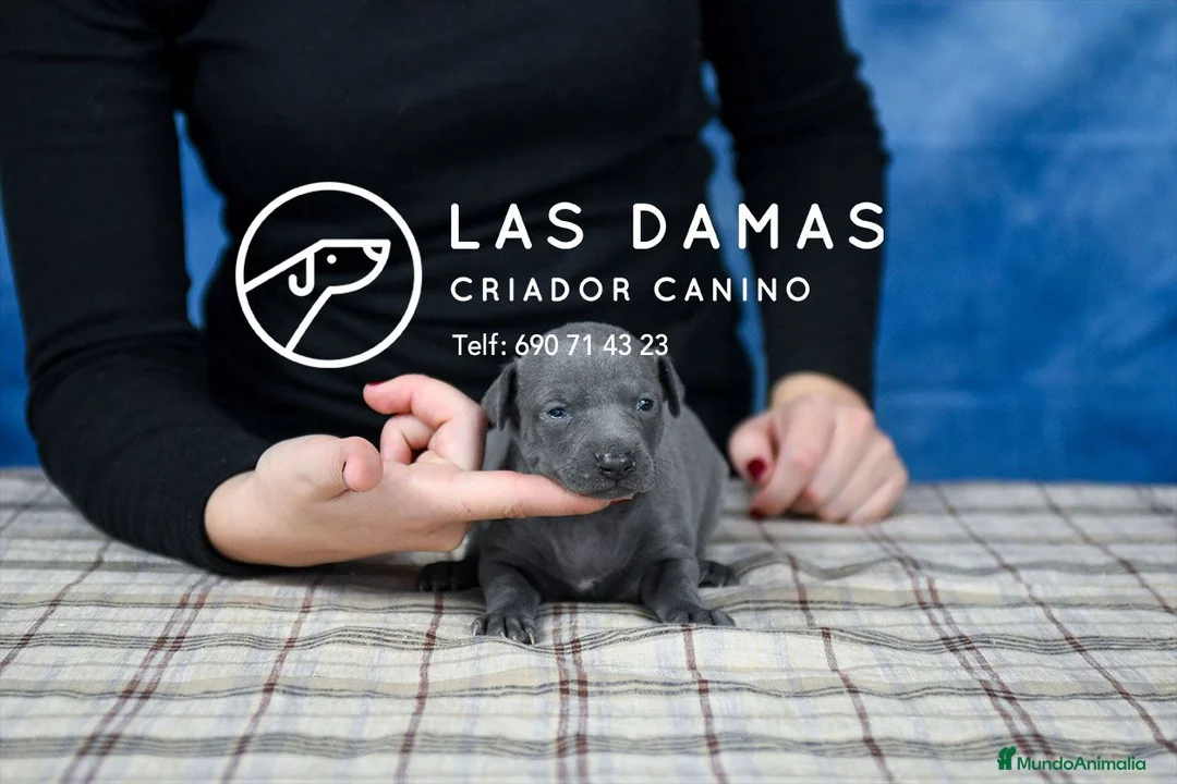 Pequeño Lebrel Italiano perros en venta: Macho piccolo lebrel italiano - Anuncio 3