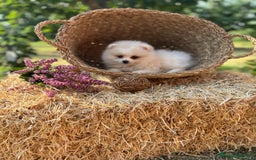 Pomerania perros en venta: Pomerania blanco /crema disponible  - Imagen 4