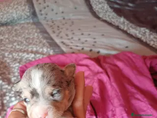 Chihuahua perros Chihuahua Toy - Anuncio 1