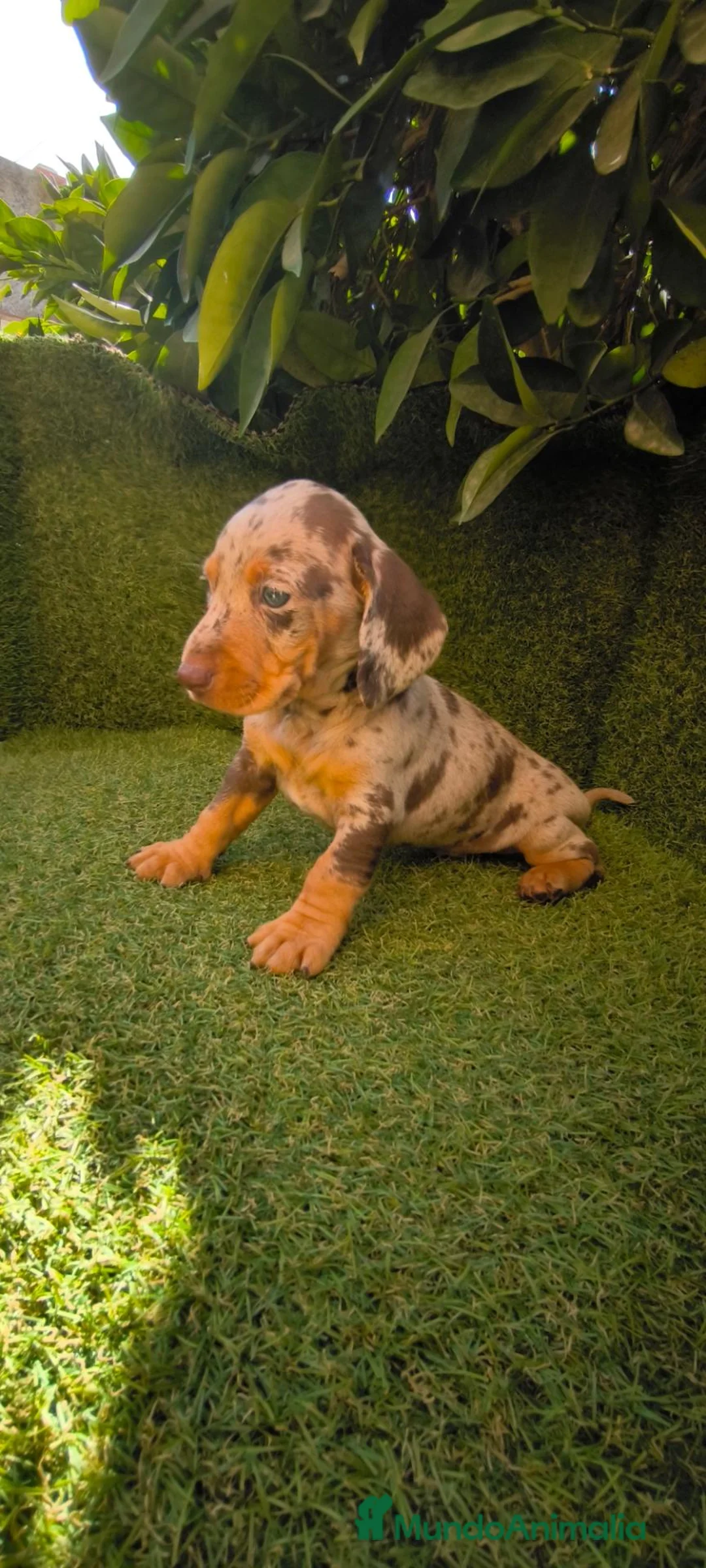 Teckel Miniatura perros en venta: teckel arlequín chocolate ojos celestes  - Anuncio 1