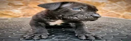 Cane Corso perros en venta: Cane corso - Anuncio 6