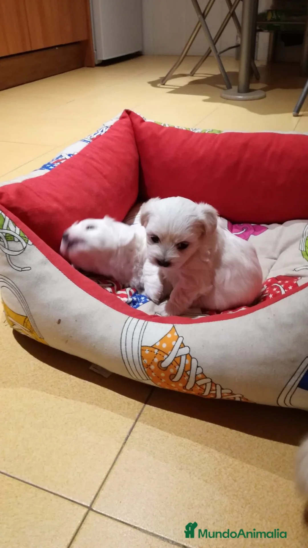 Bichón Maltés perros en venta: BICHÓN MALTÉS LÍNEA AMERICANA en Badajoz - Anuncio 3