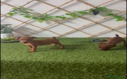 Ratón de Praga perros en venta: CACHORROS RATÓN DE PRAGA - Imagen 3