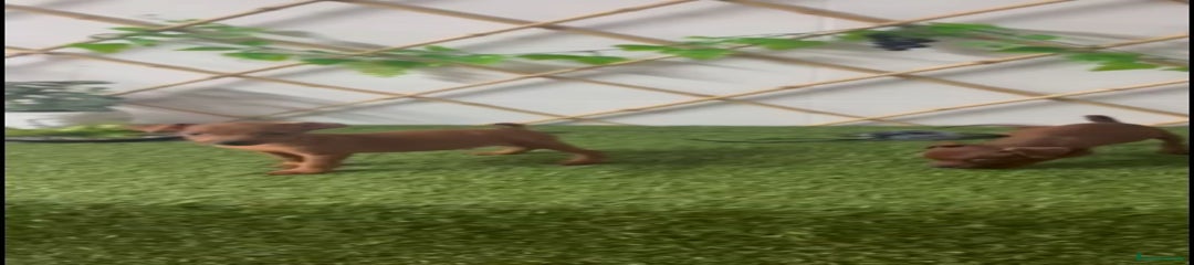 Ratón de Praga Cachorro 4