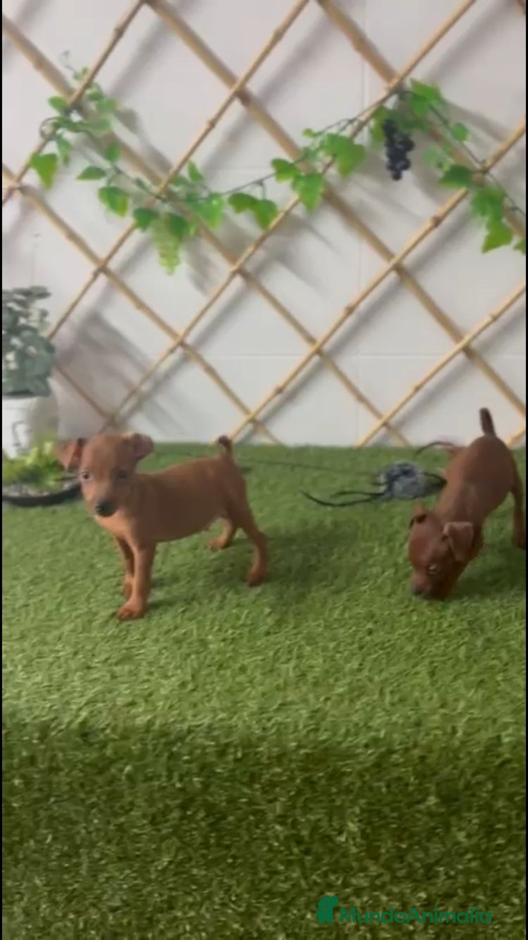 Ratón de Praga perros en venta: CACHORROS RATÓN DE PRAGA - Imagen 3