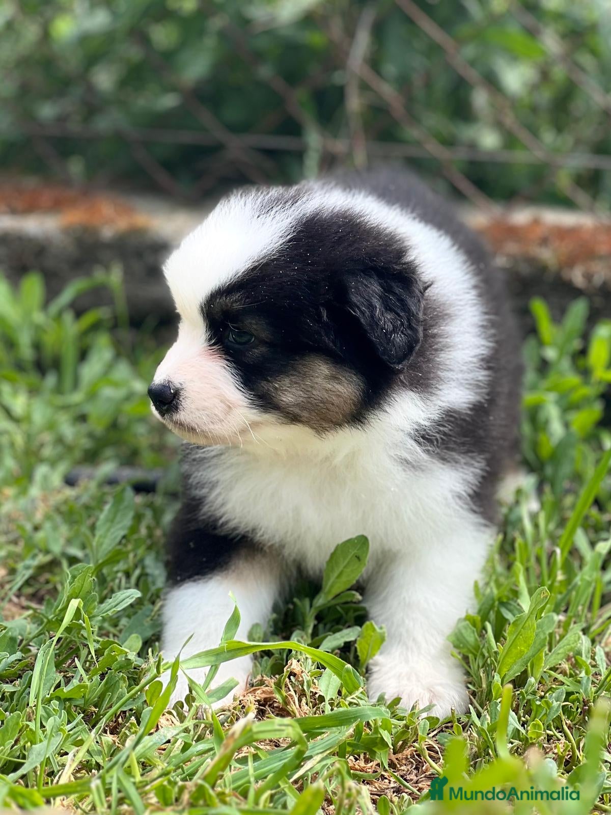 Pastor Australiano perros Pastor australiano  en Barcelona - Anuncio 2
