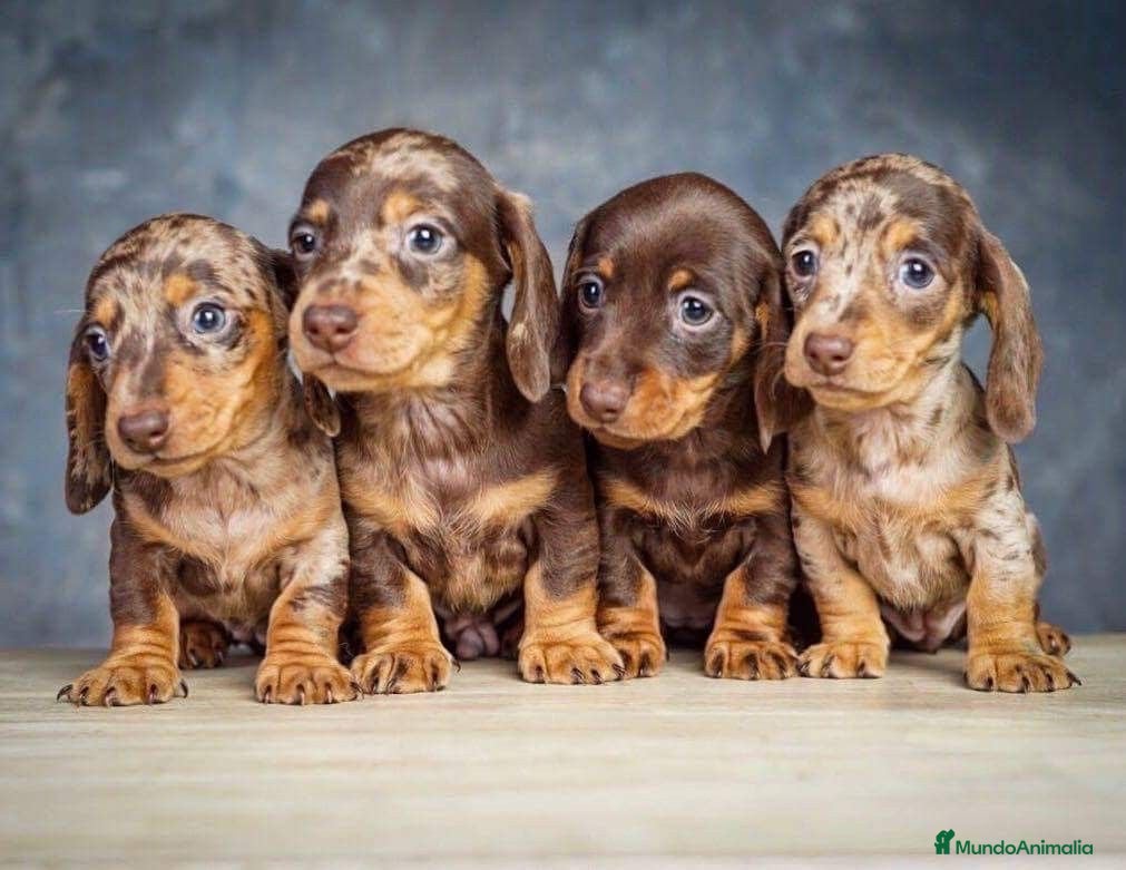 Teckel Miniatura perros Teckel chocolate sólido y arlequín 🐣🍫 - Anuncio 1