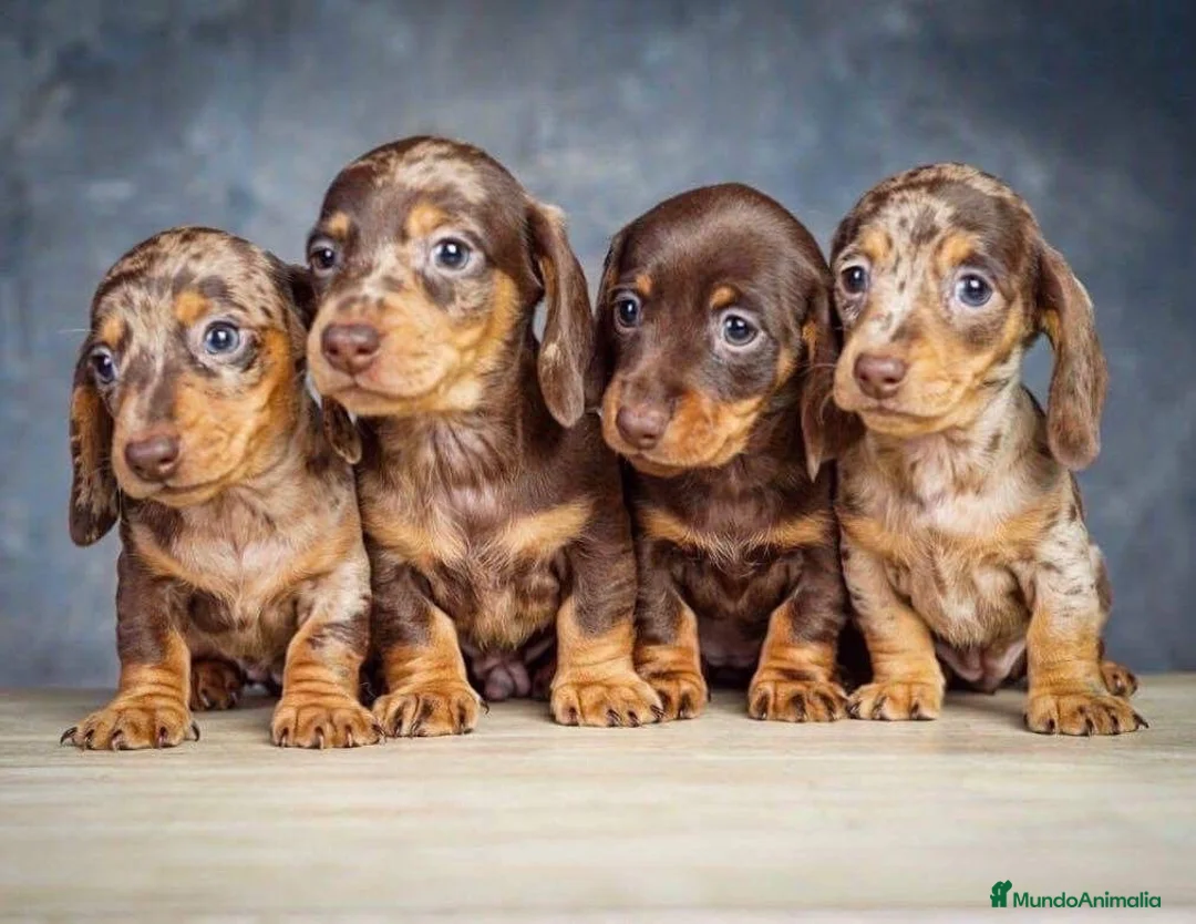 Teckel Miniatura perros en venta: Teckel chocolate sólido y arlequín 🐣🍫 - Anuncio 1