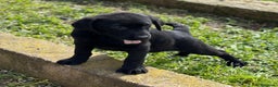 Labrador Retriever perros en venta: Labrador negro en Barcelona - Anuncio 2