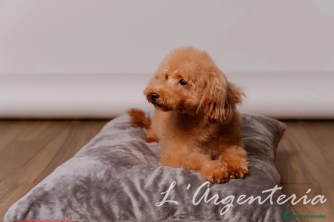 Caniche Toy perros en venta: Camada Caniche Toy - Anuncio 2