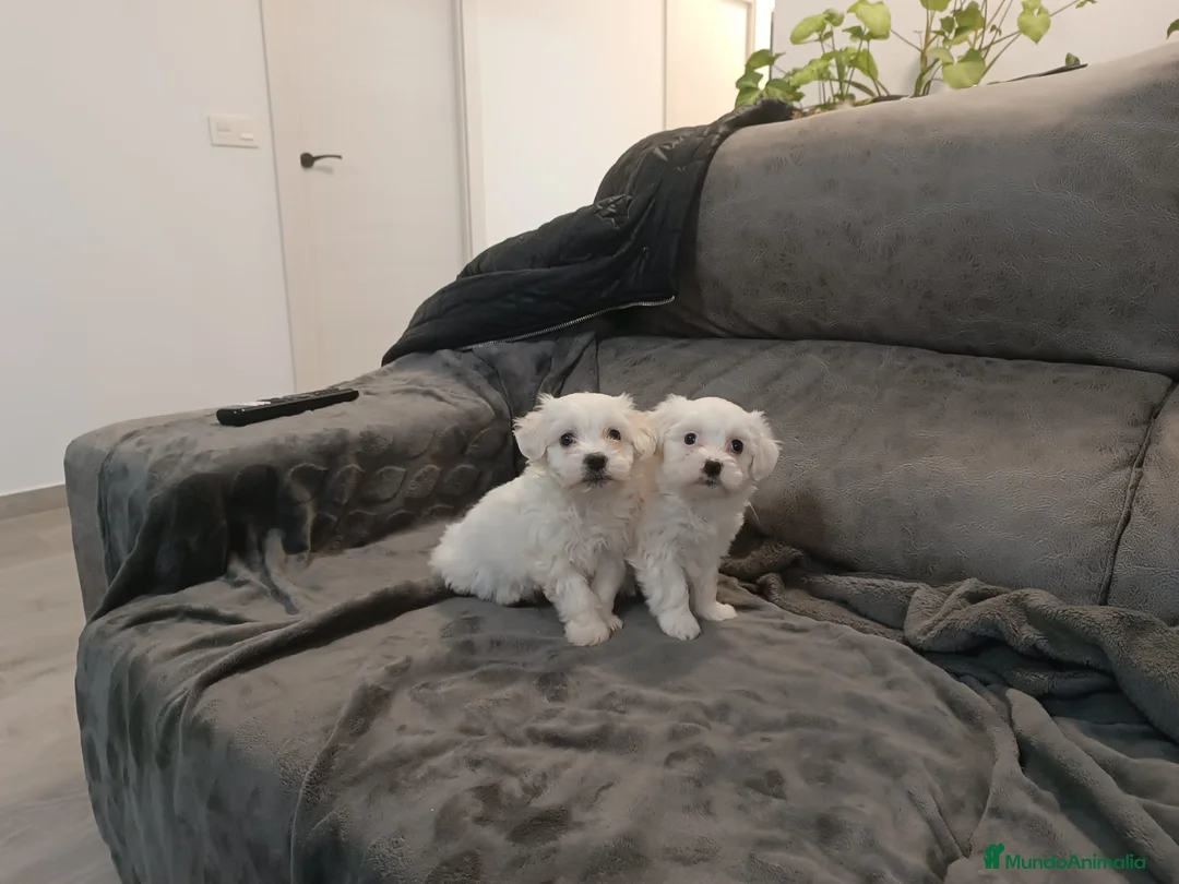 Bichón Maltés perros en venta: BICHÓN MALTÉS - Anuncio 2