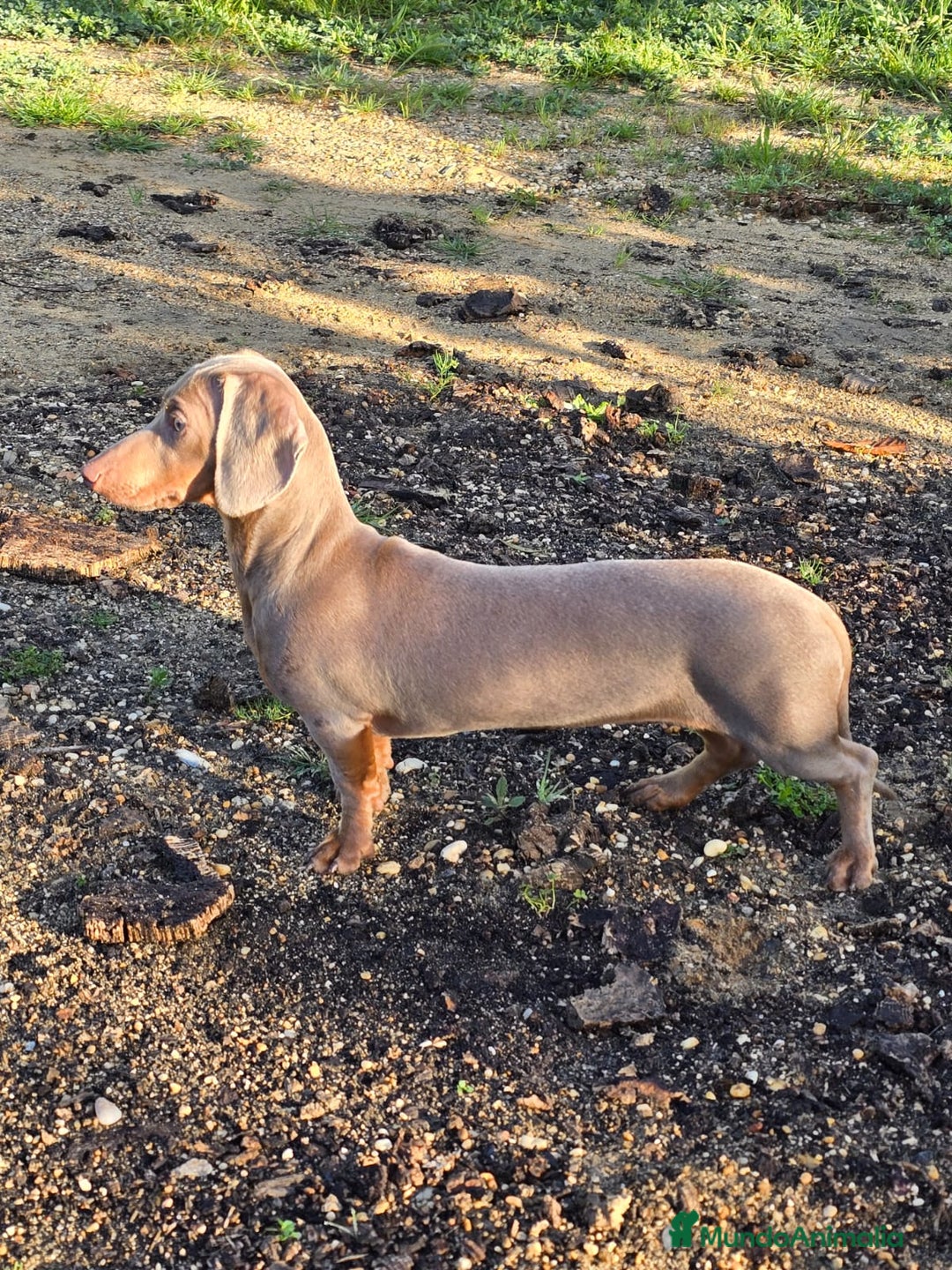 Teckel Miniatura perros en venta: Teckel mini - Anuncio 7