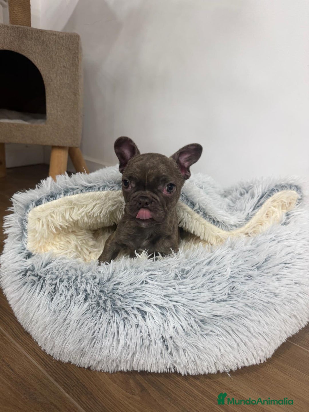 Bulldog Francés perros en venta: Bulldog Francés hembra guapísima  - Anuncio 7