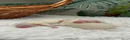 Pomerania perros en venta: POMERANIA - Anuncio 16