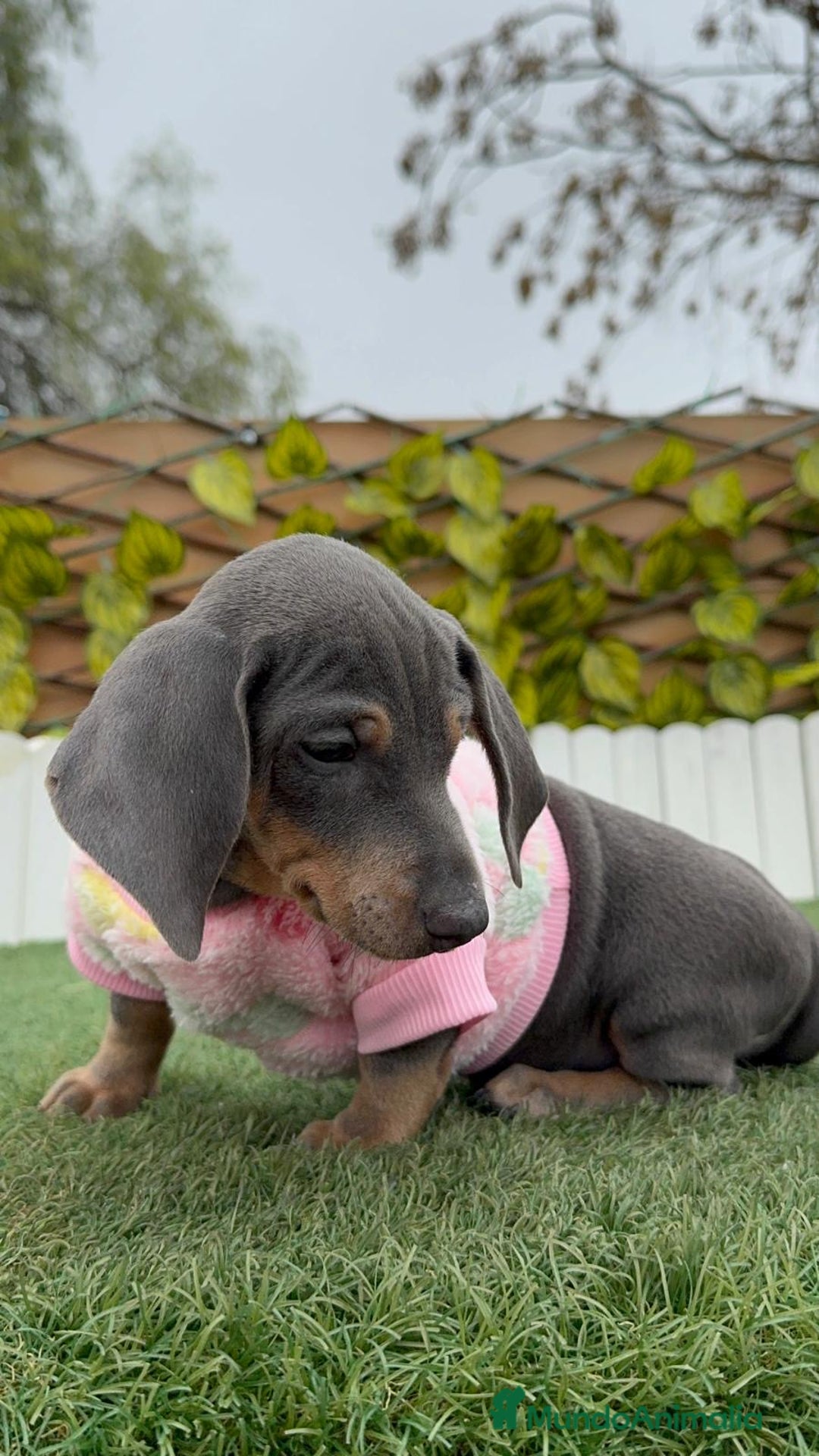 Teckel Miniatura perros en venta: TECKEL HEMBRA MINIATURA - Anuncio 2