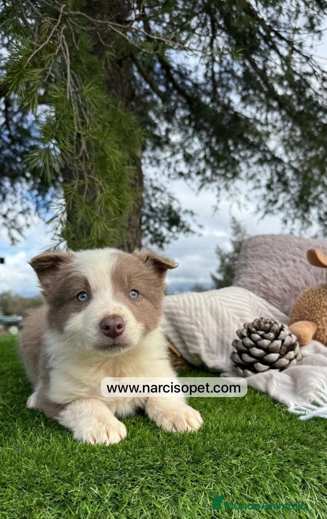 Border Collie perros en venta: BORDER COLLIE LILAC MACHO en Asturias - Anuncio 2