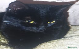 Otras razas gatos en adopcion: Cachorros en adopción  - Imagen 2