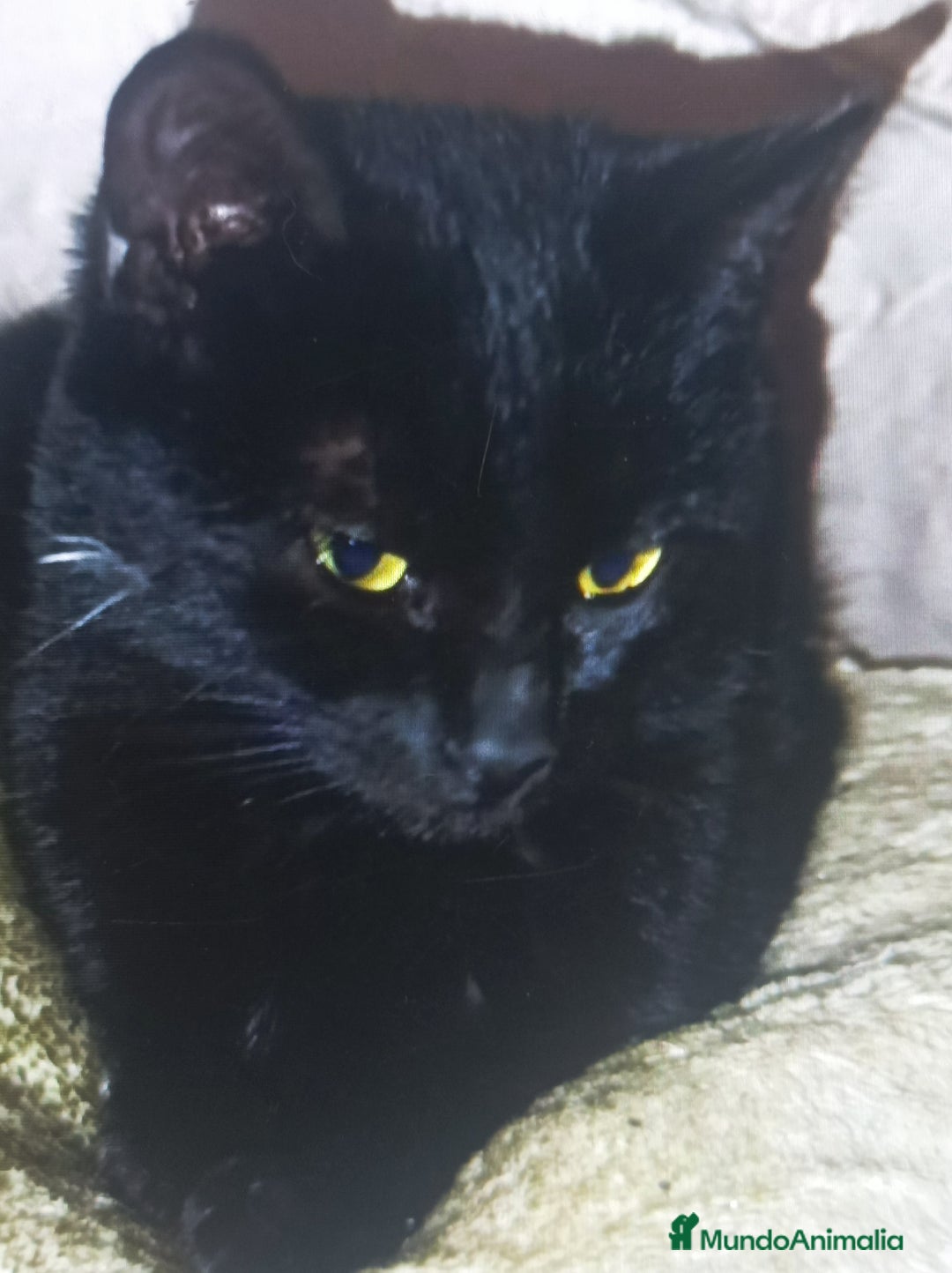 Otras razas gatos en adopcion: Cachorros en adopción  - Imagen 2