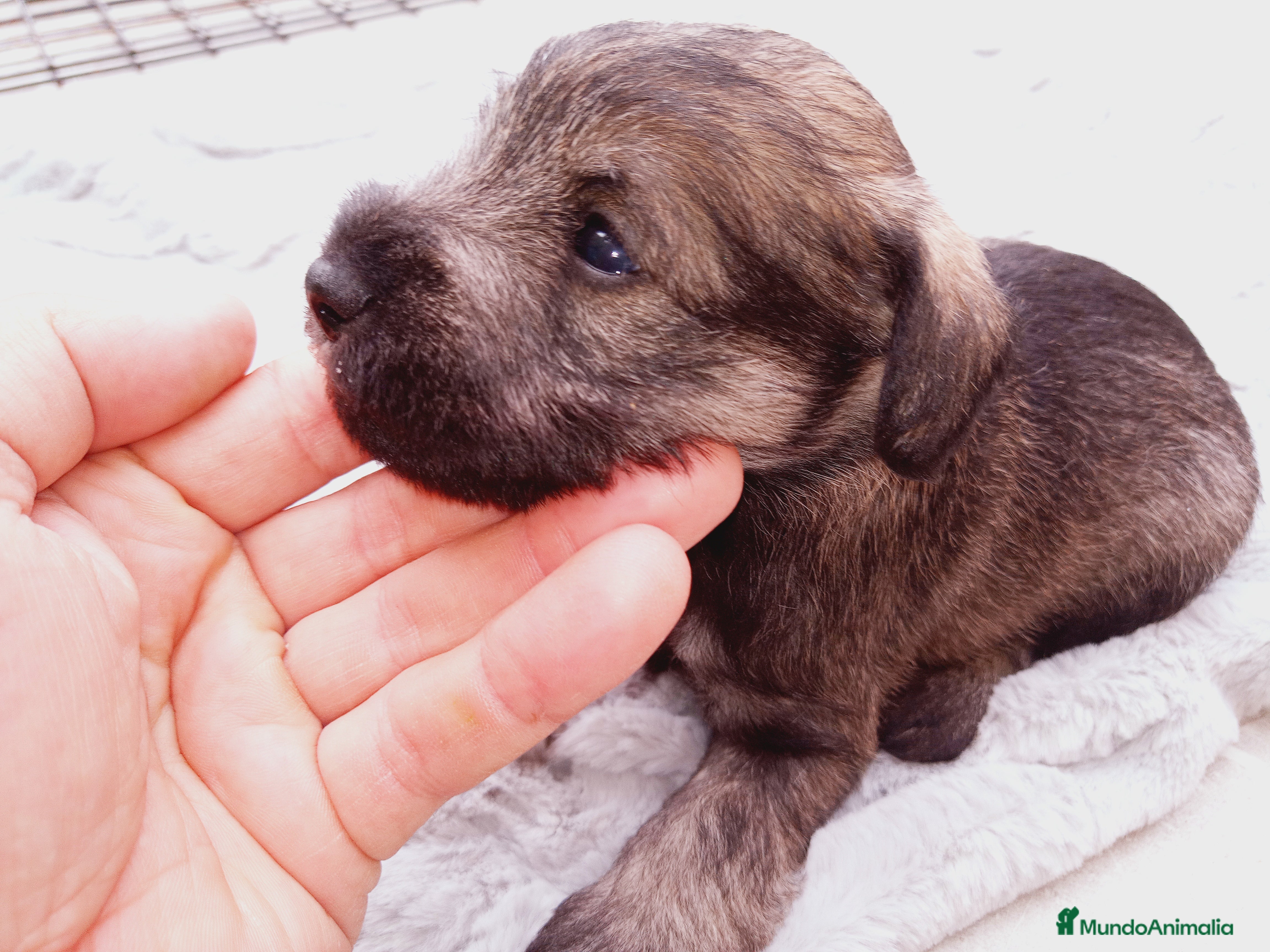 Schnauzer Miniatura perros Camada Schnauzer 3 en Almería - Anuncio 2