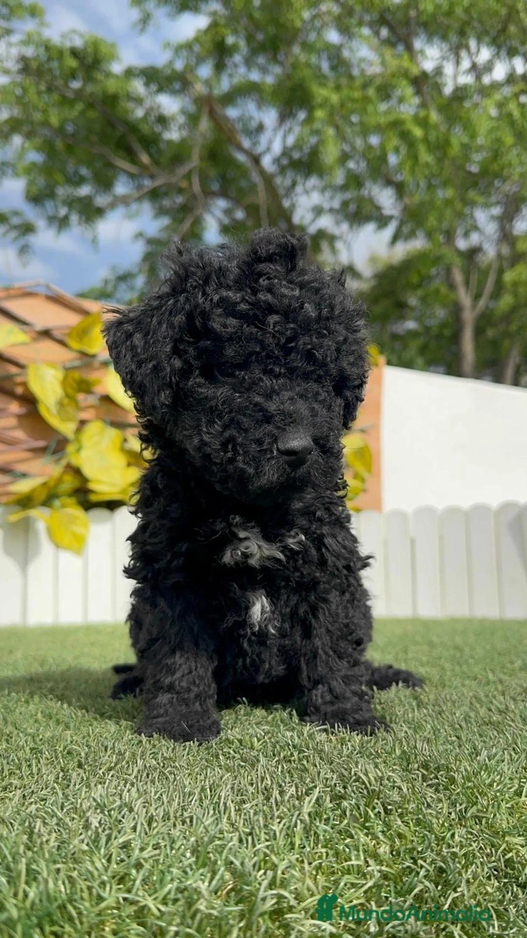 Perro de Agua Español perros en venta: PERRO DE AGUA ESPAÑOL - Anuncio 21