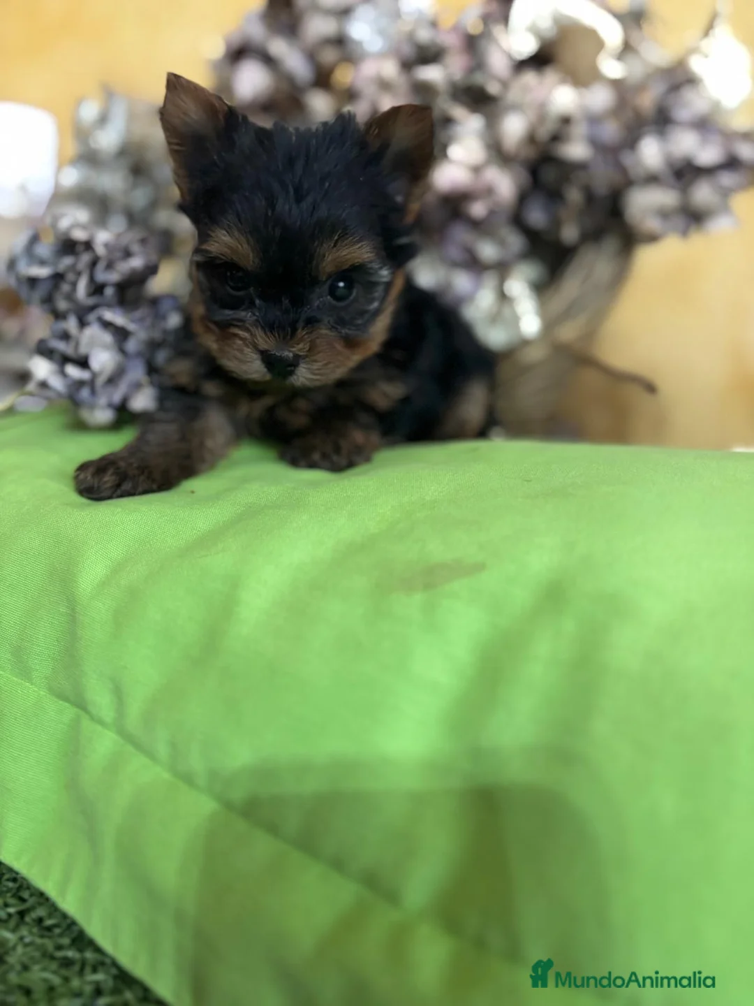 Yorkshire Terrier perros en venta: Yorkshire toy macho y hembra  - Anuncio 7