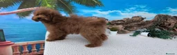 Caniche Toy perros en venta: Caniches toy - Anuncio 8